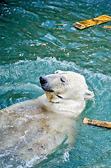 Image showing Polar bear in water