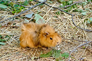 Image showing Guinea pig brown