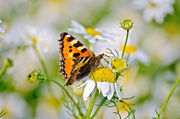 Image showing Butterfly orange on a camomile