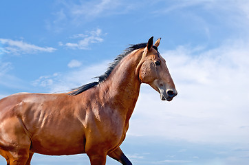 Image showing Horse against the sky