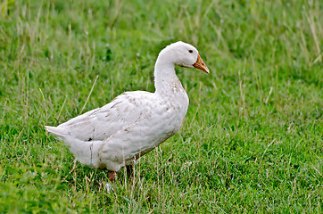 Image showing Goose white on a background of grass