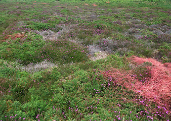 Image showing heathlands detail