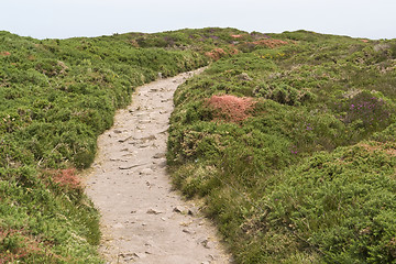 Image showing heathlands scenery