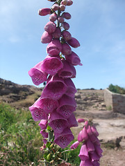 Image showing flower at Cap Frehel