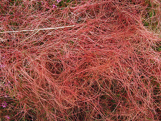 Image showing heathlands vegetation