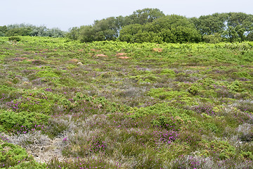 Image showing heathlands scenery