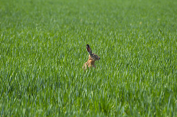 Image showing Hare