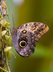 Image showing Butterfly