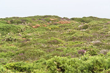 Image showing heathlands scenery