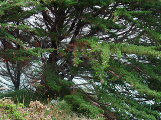 Image showing conifer detail