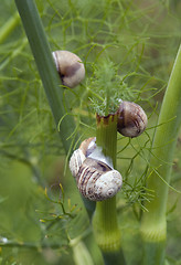 Image showing conifer detail