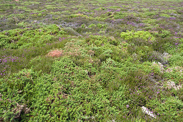 Image showing heathlands scenery