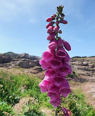 Image showing flower at Cap Frehel