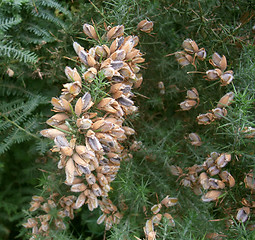 Image showing conifer detail