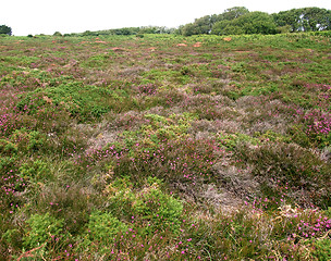 Image showing heathlands scenery