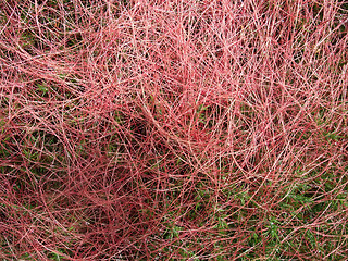 Image showing heathlands vegetation