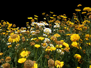 Image showing yellow and white flowers