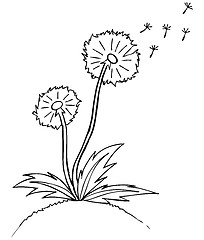 Image showing Vector illustration. dandelion. Black outline sketch