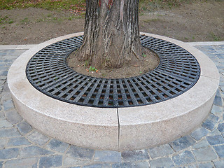 Image showing Tree roots cover