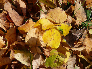 Image showing Autumn leaves