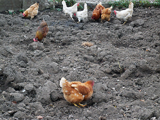 Image showing Chickens