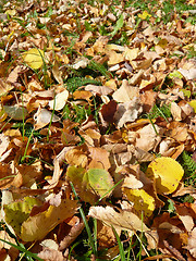 Image showing Autumn leaves