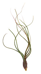 Image showing Pseudobaileyi Air Plant