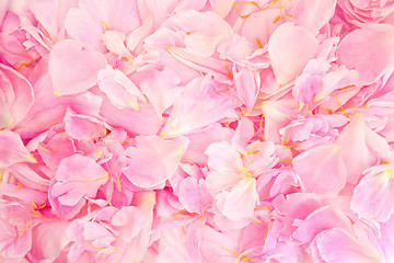 Image showing Peony Petal  Beauty