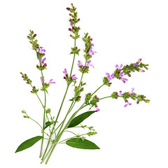 Image showing Sage Herb 