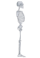 Image showing Human Skeleton Side Retro