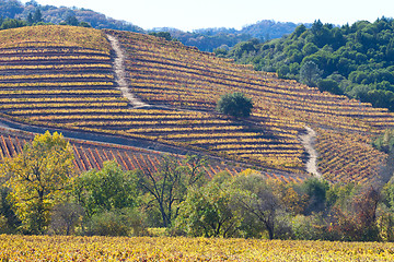 Image showing fall at wine country