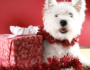 Image showing White puppy