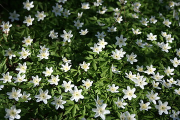 Image showing Bed of stars