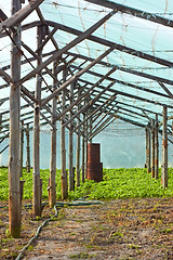 Image showing Wooden film greenhouse after harvest