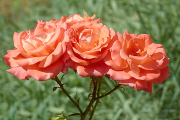 Image showing Three coral roses