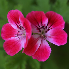 Image showing Geranium