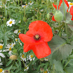 Image showing Papaver flower