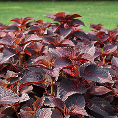 Image showing Coleus Nettle plant