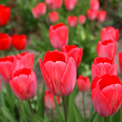 Image showing Tulips picture