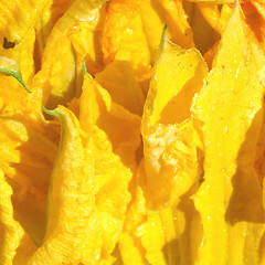 Image showing Courgette flowers