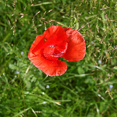 Image showing Papaver flower