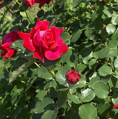 Image showing Rose picture