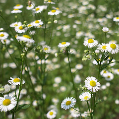 Image showing Daisy picture