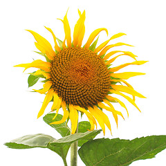 Image showing Sunflower flower