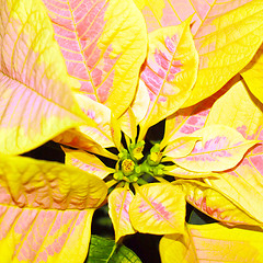 Image showing Poinsettia