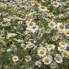 Image showing Camomile flower