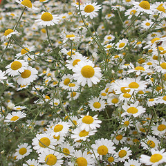 Image showing Camomile flower