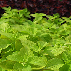 Image showing Coleus Nettle plant