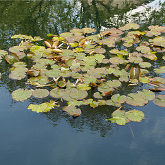 Image showing Waterlily