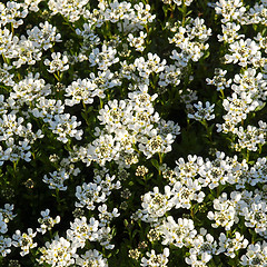 Image showing Lilium flowers